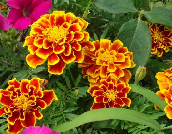 孔雀草花语:爽朗,活泼,总是兴高采烈 孔雀草花语:爽朗,活泼,总是兴高采烈