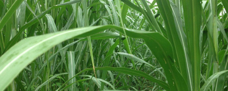 黄竹草种子怎样种植 黄竹草种子怎样种植