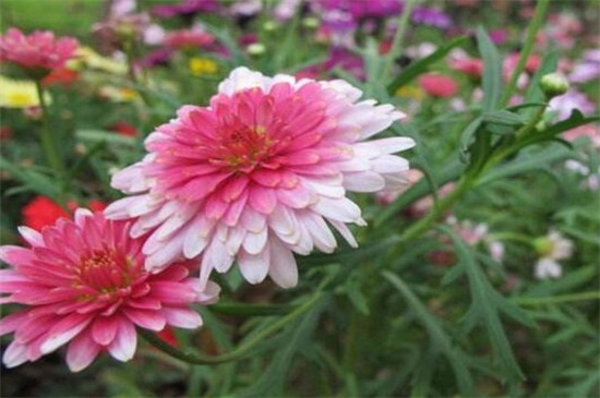 玛格丽特什么时候开花 玛格丽特什么时候开花