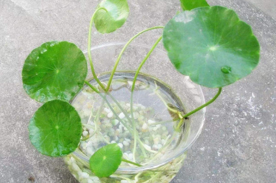 水培铜钱草根茎多久长出新叶 水培铜钱草根茎多久长出新叶