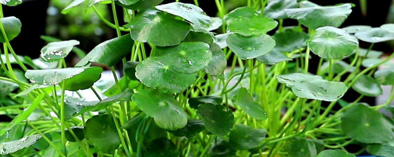 水培铜钱草根茎多久长出新叶 水培铜钱草根茎多久长出新叶
