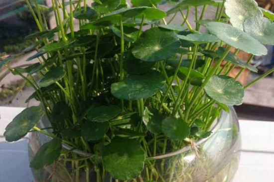 水培铜钱草根茎多久长出新叶 水培铜钱草根茎多久长出新叶