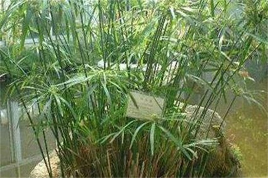 水竹冬天怎么养 水竹冬天怎么养
