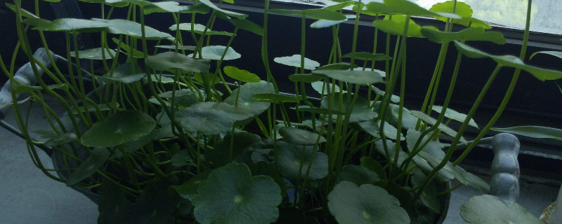 浮萍怎么传播种子 浮萍怎么传播种子