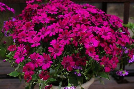瓜叶菊花期怎么养,瓜叶菊可以养几年 瓜叶菊花期怎么养,瓜叶菊可以养几年