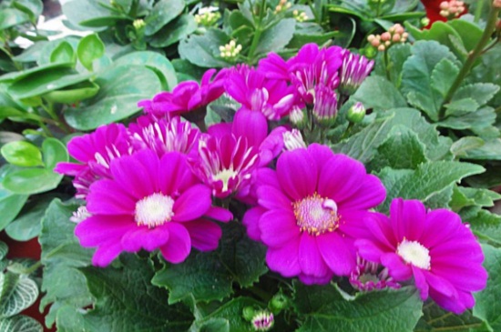 瓜叶菊花期怎么养,瓜叶菊可以养几年 瓜叶菊花期怎么养,瓜叶菊可以养几年
