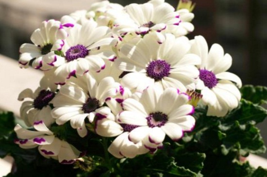 瓜叶菊花期怎么养,瓜叶菊可以养几年 瓜叶菊花期怎么养,瓜叶菊可以养几年
