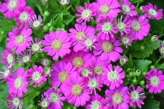 瓜叶菊花期怎么养,瓜叶菊可以养几年 瓜叶菊花期怎么养,瓜叶菊可以养几年
