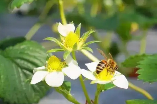 草莓要授粉吗 草莓要授粉吗