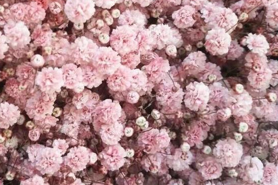 粉色满天星的花语 粉色满天星的花语