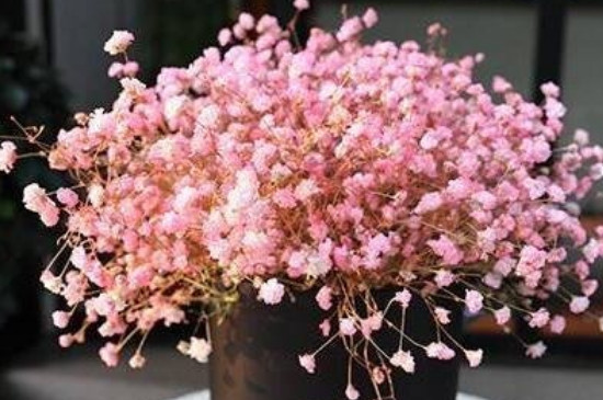 粉色满天星的花语 粉色满天星的花语