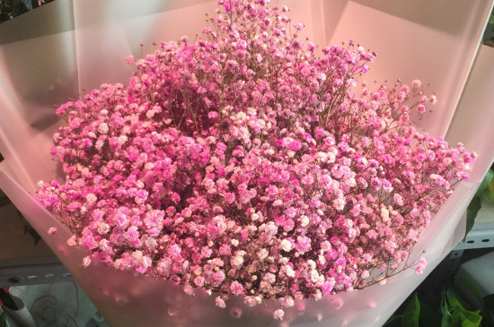 粉色满天星的花语 粉色满天星的花语