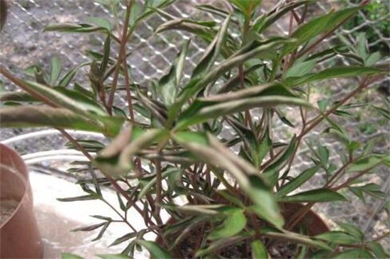 芍药花叶子发黄怎么办 芍药花叶子发黄怎么办