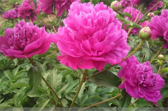 芍药花叶子发黄怎么办 芍药花叶子发黄怎么办