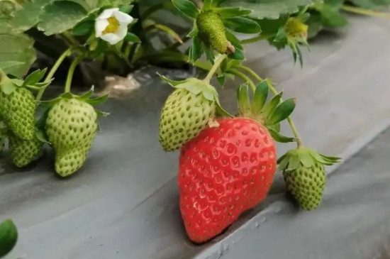 红玉草莓苗品种介绍 红玉草莓苗品种介绍