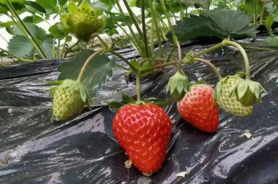 红玉草莓苗品种介绍 红玉草莓苗品种介绍