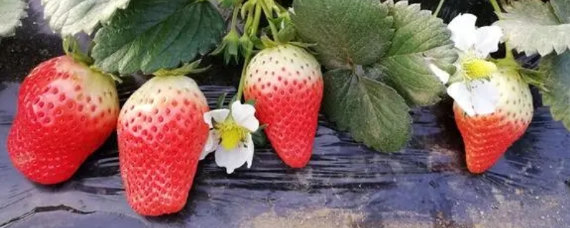 红玉草莓苗品种介绍 红玉草莓苗品种介绍