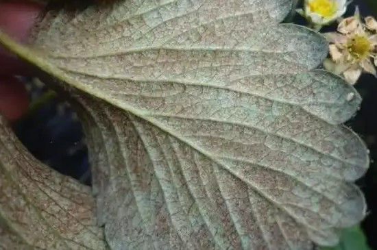 草莓叶子发红是什么原因 草莓叶子发红是什么原因