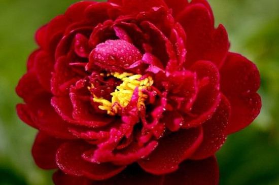 芍药是什么 芍药是什么