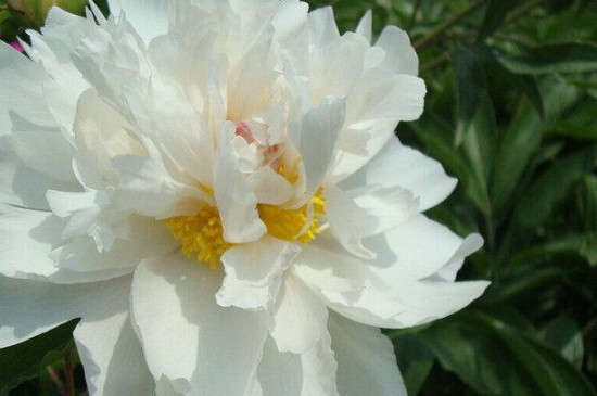 芍药是什么 芍药是什么
