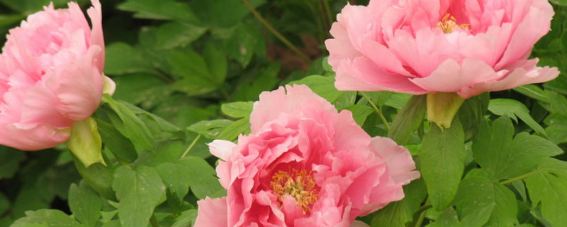 芍药是什么 芍药是什么