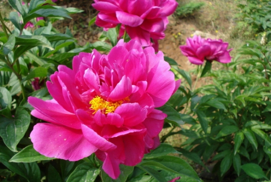 芍药应怎样科学栽培 芍药应怎样科学栽培