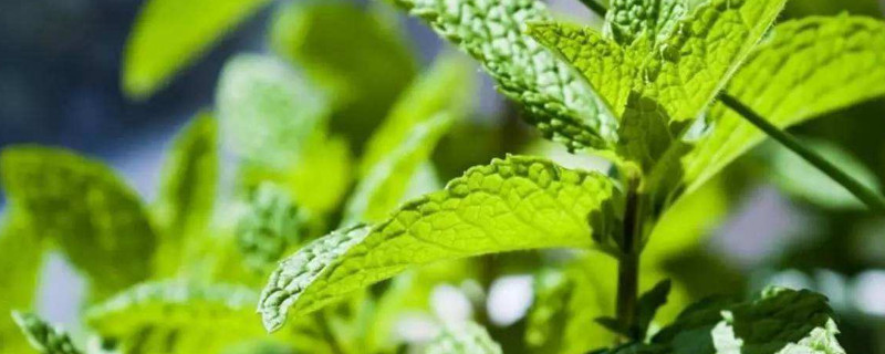 薄荷种植方法和注意事项 薄荷种植方法和注意事项