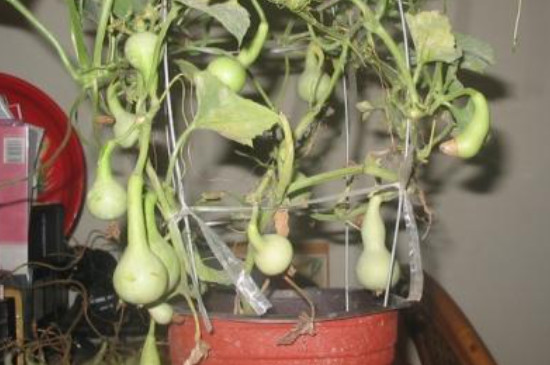 葫芦籽怎么在家里种 葫芦籽怎么在家里种