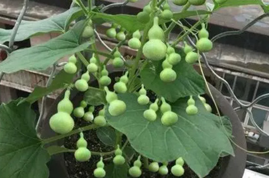 葫芦籽怎么在家里种 葫芦籽怎么在家里种