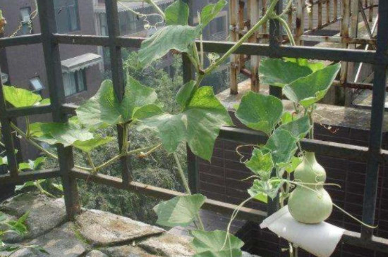 葫芦籽怎么在家里种 葫芦籽怎么在家里种