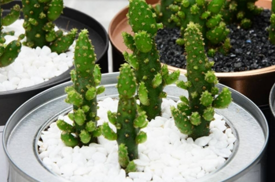 仙人掌的种植方法 仙人掌的种植方法