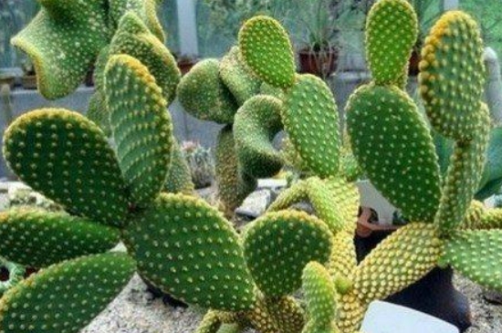 仙人掌的种植方法 仙人掌的种植方法