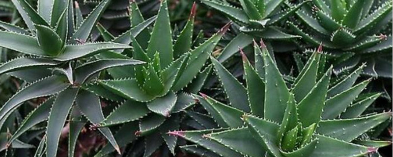 芦荟夏天可以移栽吗 芦荟夏天可以移栽吗