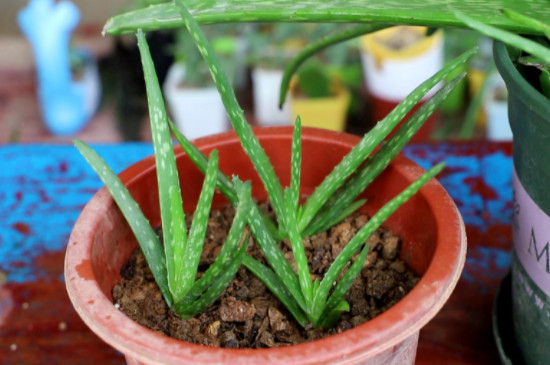 芦荟夏天可以移栽吗 芦荟夏天可以移栽吗