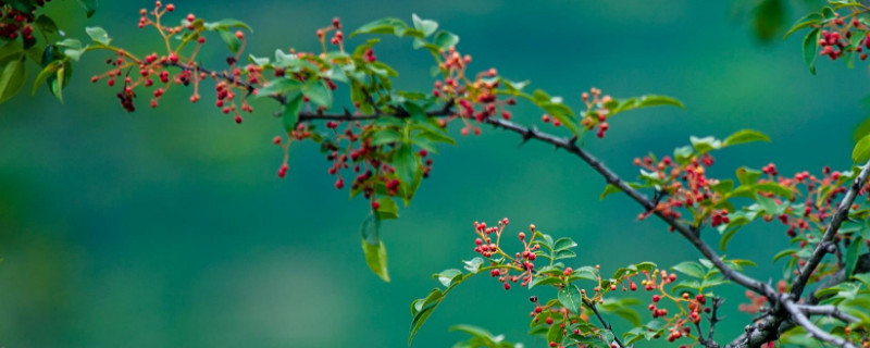 花椒树的管理与修剪 花椒树的管理与修剪