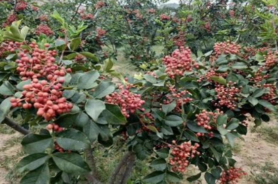 花椒树的管理与修剪 花椒树的管理与修剪