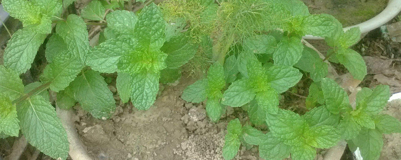 薄荷可以插枝种植吗 薄荷可以插枝种植吗