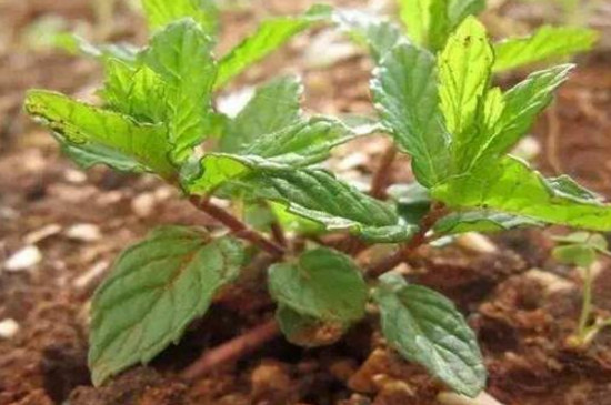 薄荷可以插枝种植吗 薄荷可以插枝种植吗