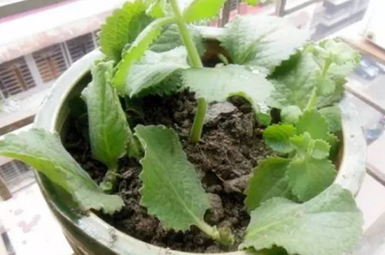 薄荷可以插枝种植吗 薄荷可以插枝种植吗