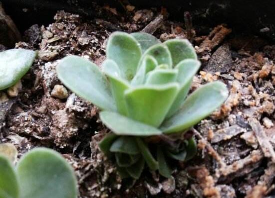 山地玫瑰怎么繁殖,分株/播种/砍头三法皆可 山地玫瑰怎么繁殖,分株/播种/砍头三法皆可