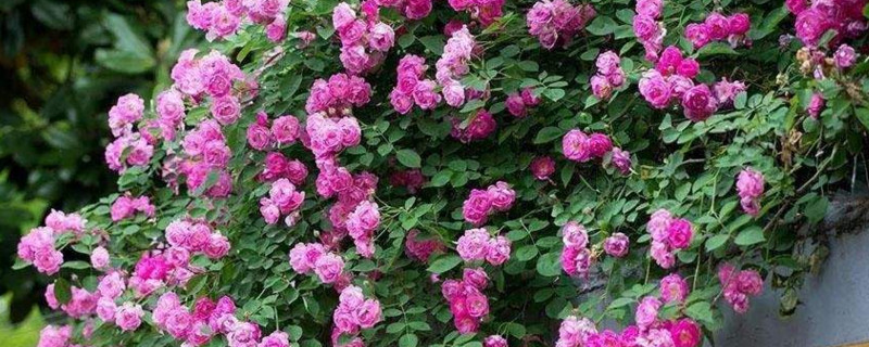 四季春花有毒吗 四季春花有毒吗