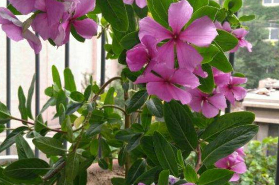 四季春花有毒吗 四季春花有毒吗