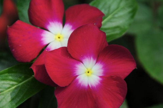 四季春花有毒吗 四季春花有毒吗