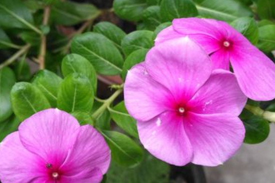 四季春花有毒吗 四季春花有毒吗
