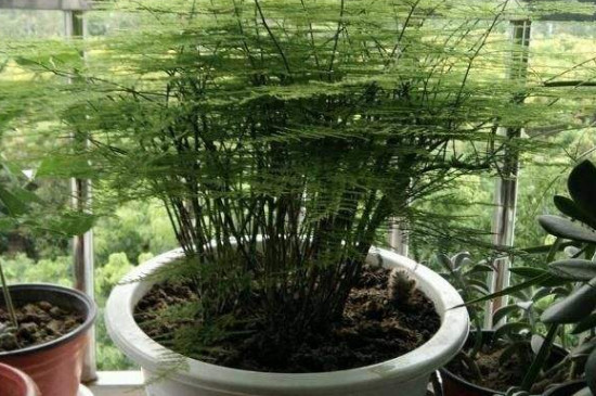 油枯可以养哪些花 油枯可以养哪些花