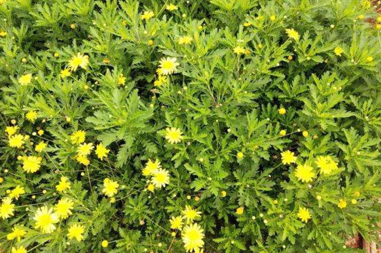 木春菊花语 木春菊花语