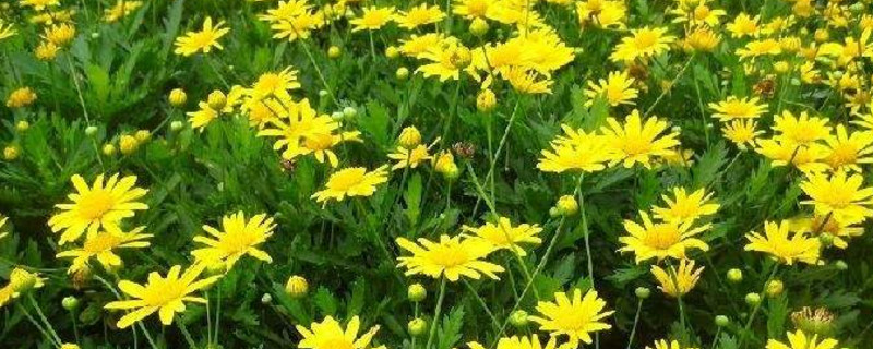 木春菊花语 木春菊花语