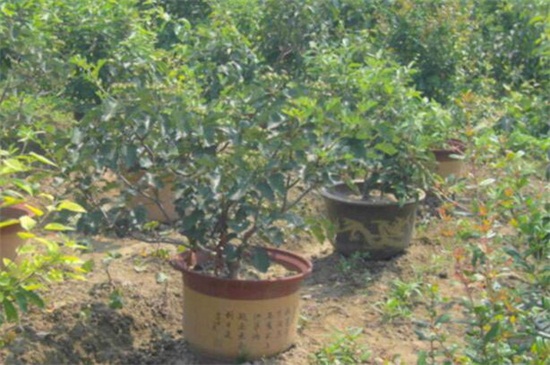 花椒籽怎么种 花椒籽怎么种