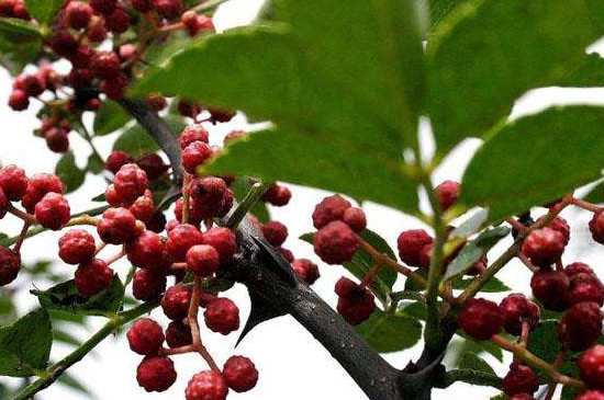 花椒落果是什么原因 花椒落果是什么原因