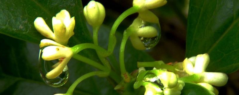 桂花树有哪几种品种 桂花树有哪几种品种